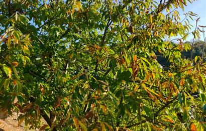 BAYINDIR BALCILARDA 6 DÖNÜM KİRAZ VE MEYVE BAHÇESİ