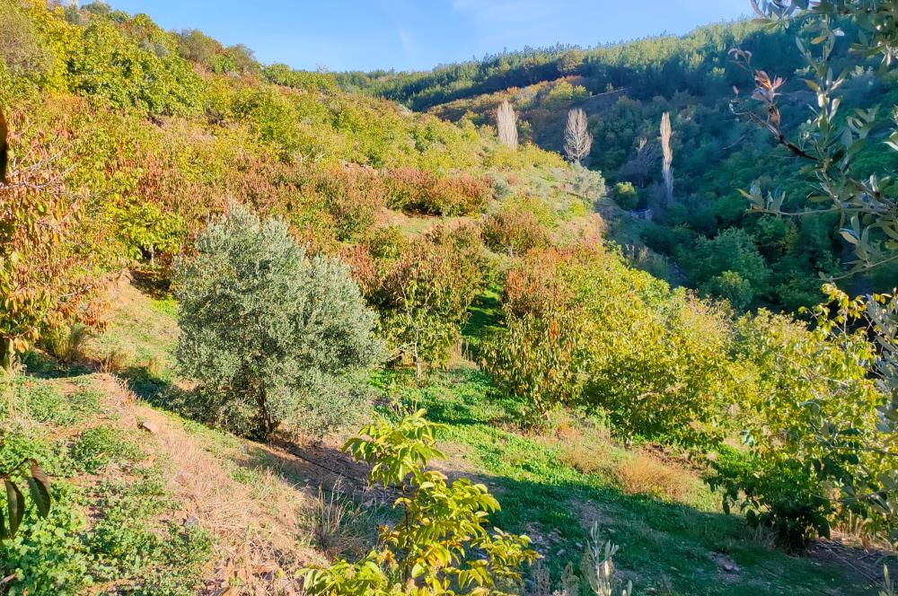 BAYINDIR BALCILARDA 6 DÖNÜM KİRAZ VE MEYVE BAHÇESİ