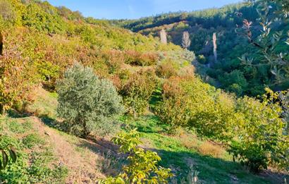 BAYINDIR BALCILARDA 6 DÖNÜM KİRAZ VE MEYVE BAHÇESİ