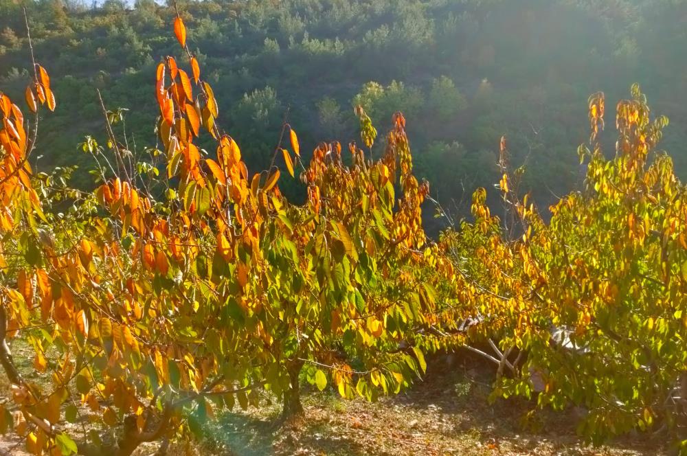 BAYINDIR BALCILARDA 6 DÖNÜM KİRAZ VE MEYVE BAHÇESİ