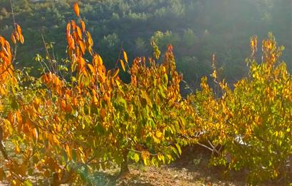 BAYINDIR BALCILARDA 6 DÖNÜM KİRAZ VE MEYVE BAHÇESİ