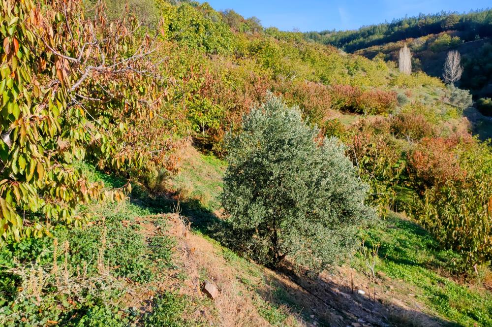 BAYINDIR BALCILARDA 6 DÖNÜM KİRAZ VE MEYVE BAHÇESİ