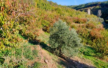 BAYINDIR BALCILARDA 6 DÖNÜM KİRAZ VE MEYVE BAHÇESİ