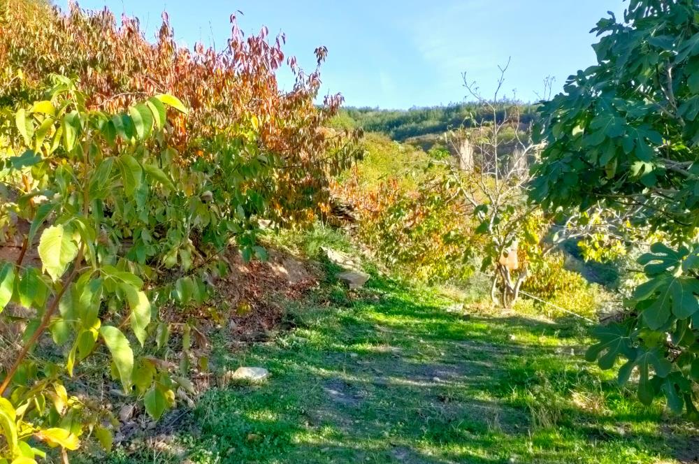 BAYINDIR BALCILARDA 6 DÖNÜM KİRAZ VE MEYVE BAHÇESİ