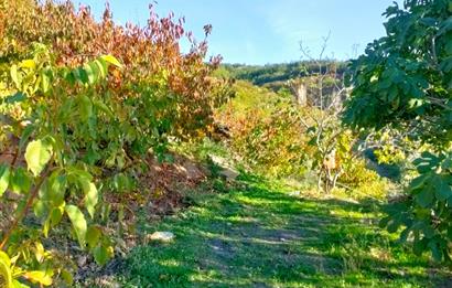 BAYINDIR BALCILARDA 6 DÖNÜM KİRAZ VE MEYVE BAHÇESİ