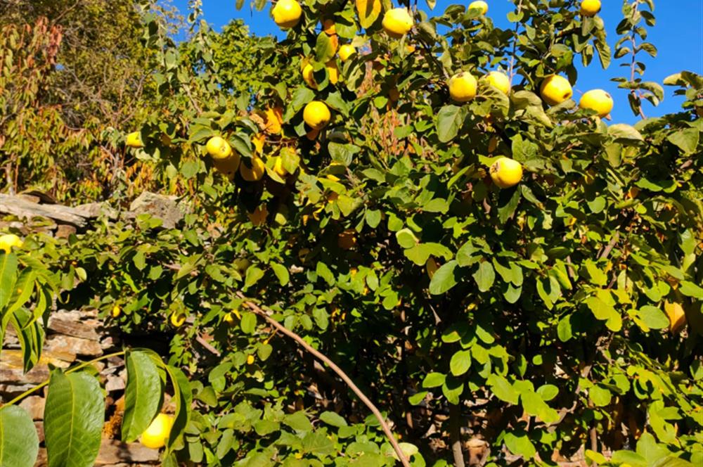 BAYINDIR BALCILARDA 6 DÖNÜM KİRAZ VE MEYVE BAHÇESİ