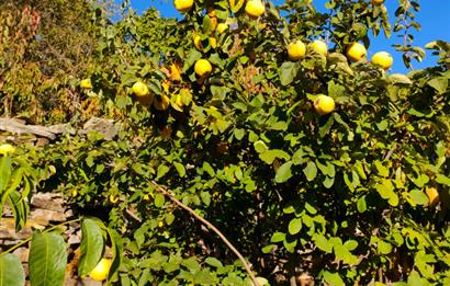 BAYINDIR BALCILARDA 6 DÖNÜM KİRAZ VE MEYVE BAHÇESİ