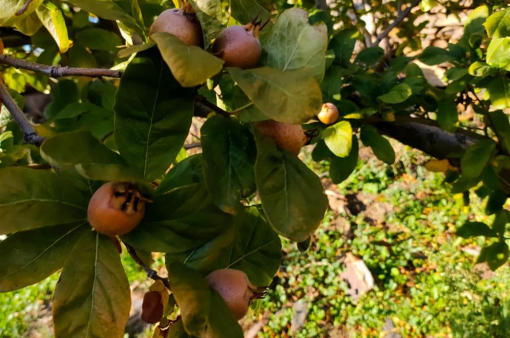 BAYINDIR BALCILARDA 6 DÖNÜM KİRAZ VE MEYVE BAHÇESİ