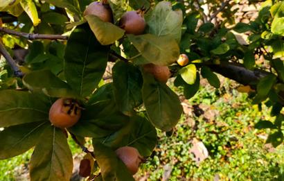 BAYINDIR BALCILARDA 6 DÖNÜM KİRAZ VE MEYVE BAHÇESİ