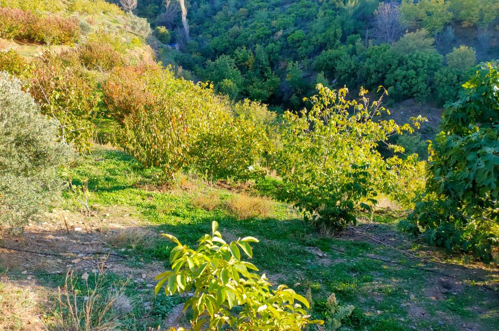 BAYINDIR BALCILARDA 6 DÖNÜM KİRAZ VE MEYVE BAHÇESİ