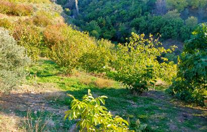 BAYINDIR BALCILARDA 6 DÖNÜM KİRAZ VE MEYVE BAHÇESİ