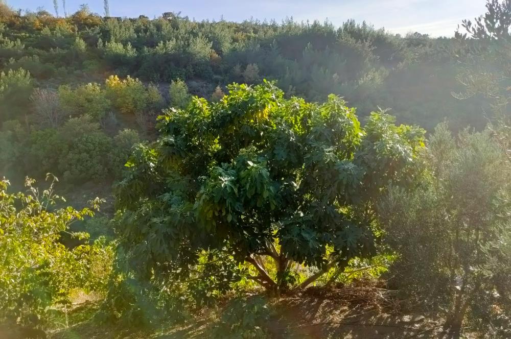 BAYINDIR BALCILARDA 6 DÖNÜM KİRAZ VE MEYVE BAHÇESİ