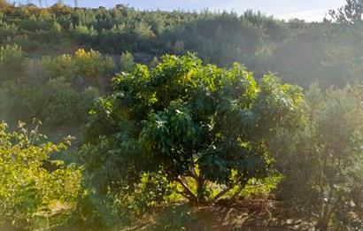 BAYINDIR BALCILARDA 6 DÖNÜM KİRAZ VE MEYVE BAHÇESİ