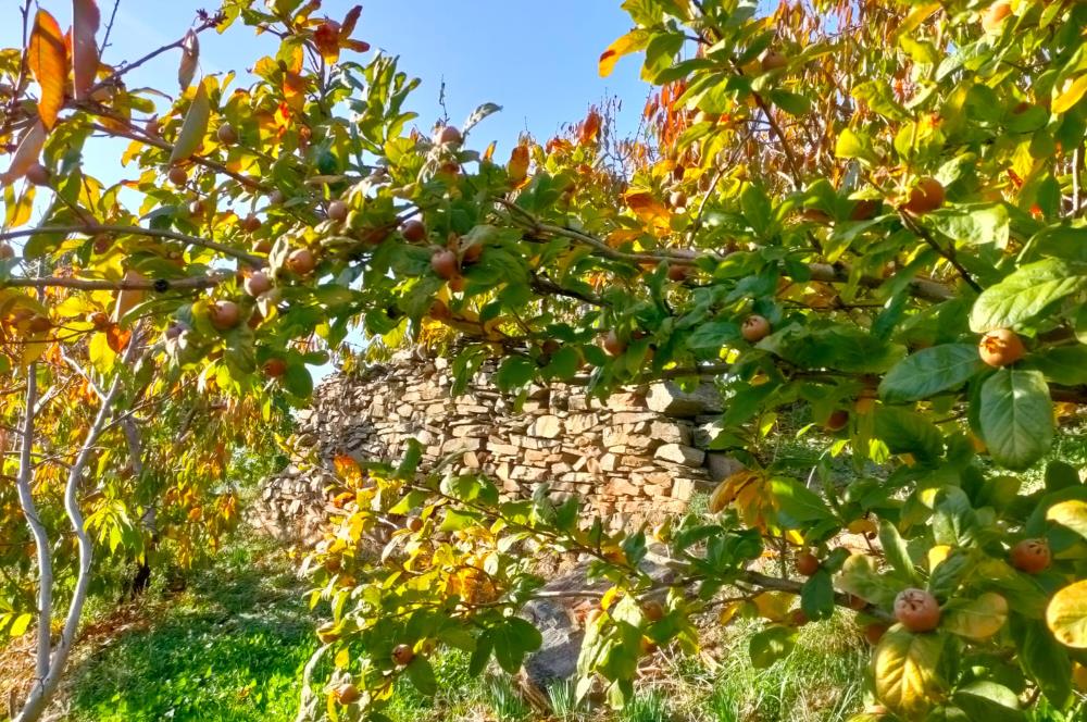 BAYINDIR BALCILARDA 6 DÖNÜM KİRAZ VE MEYVE BAHÇESİ