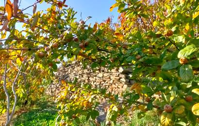 BAYINDIR BALCILARDA 6 DÖNÜM KİRAZ VE MEYVE BAHÇESİ