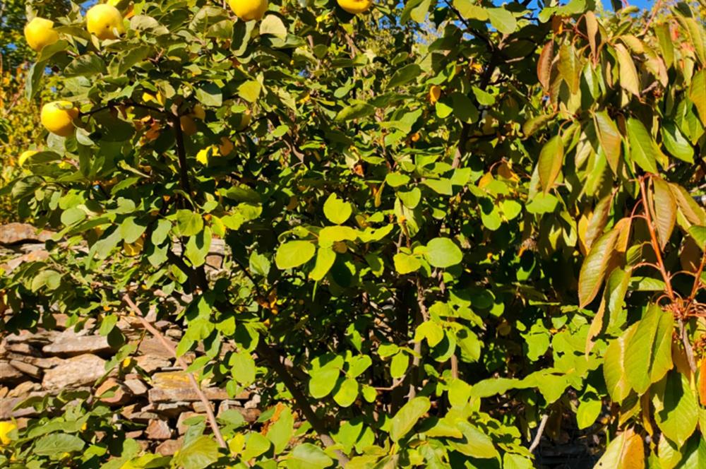 BAYINDIR BALCILARDA 6 DÖNÜM KİRAZ VE MEYVE BAHÇESİ