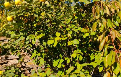 BAYINDIR BALCILARDA 6 DÖNÜM KİRAZ VE MEYVE BAHÇESİ