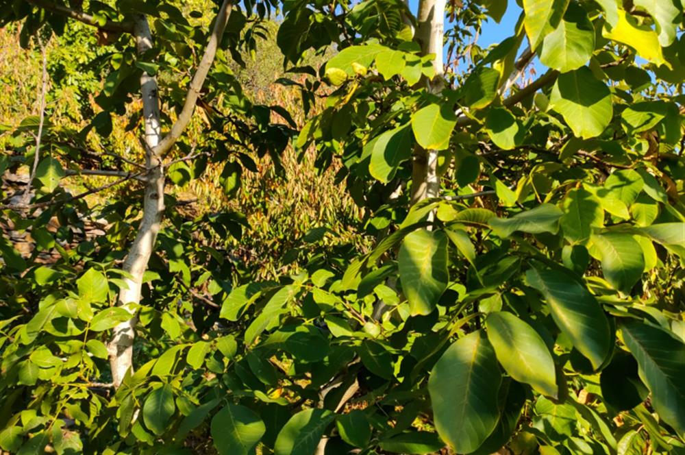 BAYINDIR BALCILARDA 6 DÖNÜM KİRAZ VE MEYVE BAHÇESİ