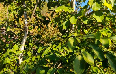 BAYINDIR BALCILARDA 6 DÖNÜM KİRAZ VE MEYVE BAHÇESİ