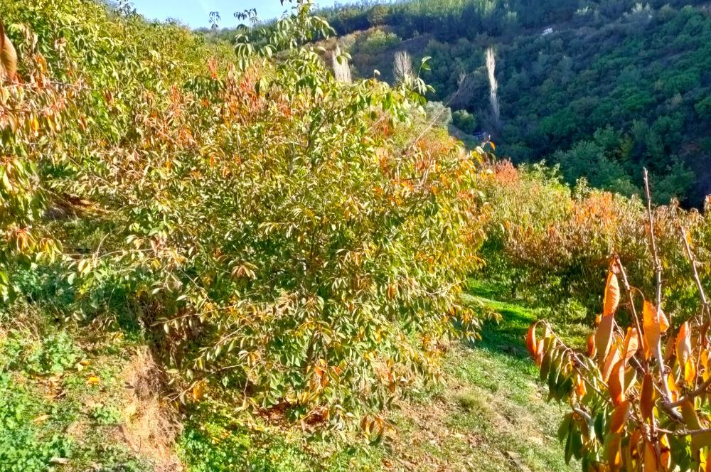 BAYINDIR BALCILARDA 6 DÖNÜM KİRAZ VE MEYVE BAHÇESİ