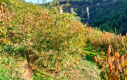 BAYINDIR BALCILARDA 6 DÖNÜM KİRAZ VE MEYVE BAHÇESİ