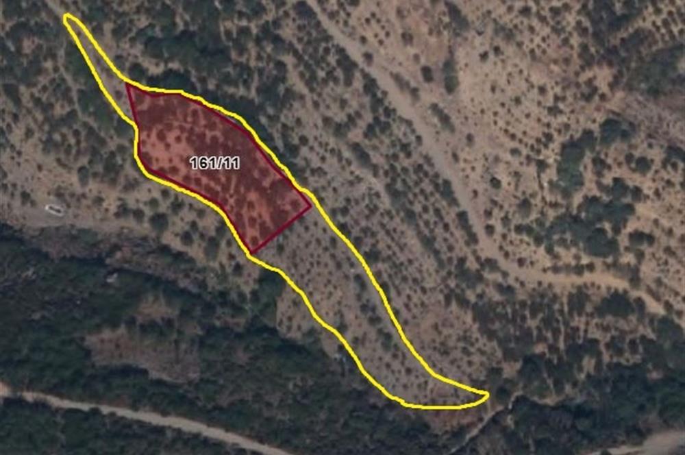 BAYINDIR BALCILARDA 6 DÖNÜM KİRAZ VE MEYVE BAHÇESİ