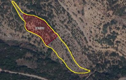 BAYINDIR BALCILARDA 6 DÖNÜM KİRAZ VE MEYVE BAHÇESİ