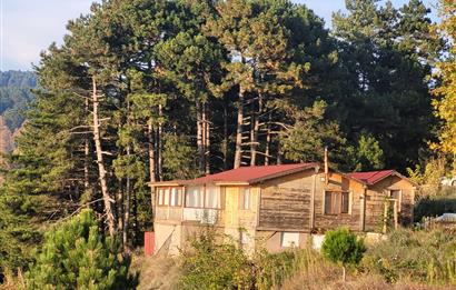 C21 BAL'DAN HAVRAN FAZLICA'DA SATILIK AHŞAP EV ve 8 DÖNÜMTARLASI