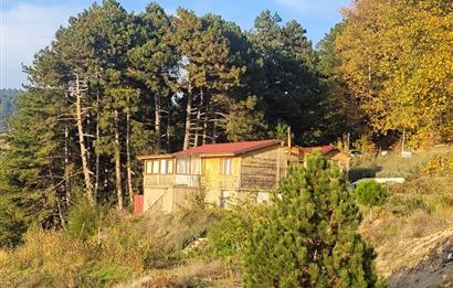 C21 BAL'DAN HAVRAN FAZLICA'DA SATILIK AHŞAP EV ve 8 DÖNÜMTARLASI