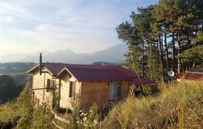 C21 BAL'DAN HAVRAN FAZLICA'DA SATILIK AHŞAP EV ve 8 DÖNÜMTARLASI