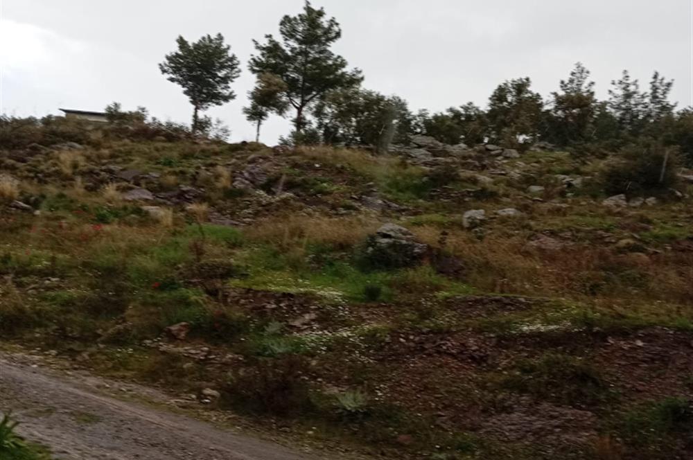 Bodrum Gökpınar Satılık Zeytinlik