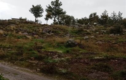 Bodrum Gökpınar Satılık Zeytinlik