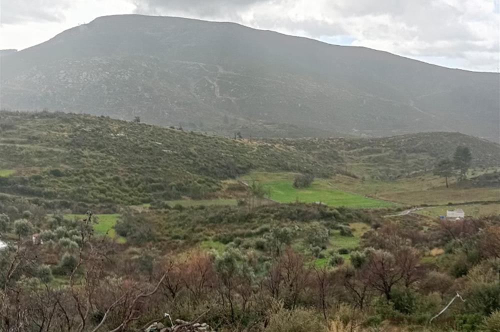 Bodrum Gökpınar Satılık Zeytinlik