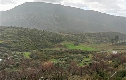 Bodrum Gökpınar Satılık Zeytinlik