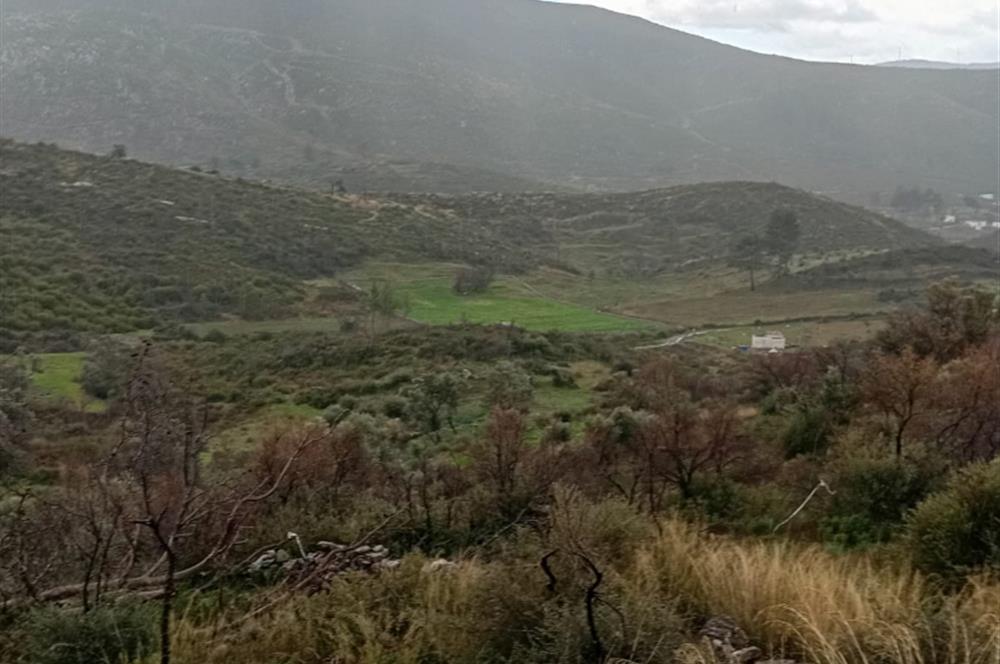 Bodrum Gökpınar Satılık Zeytinlik