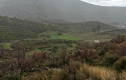 Bodrum Gökpınar Satılık Zeytinlik