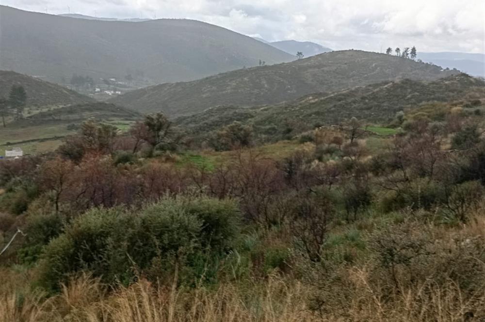 Bodrum Gökpınar Satılık Zeytinlik