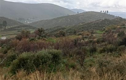 Bodrum Gökpınar Satılık Zeytinlik