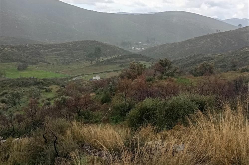 Bodrum Gökpınar Satılık Zeytinlik