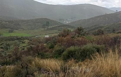 Bodrum Gökpınar Satılık Zeytinlik