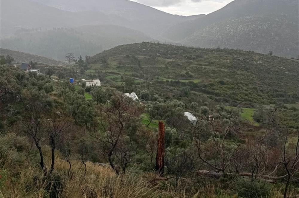 Bodrum Gökpınar Satılık Zeytinlik