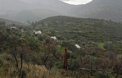 Bodrum Gökpınar Satılık Zeytinlik