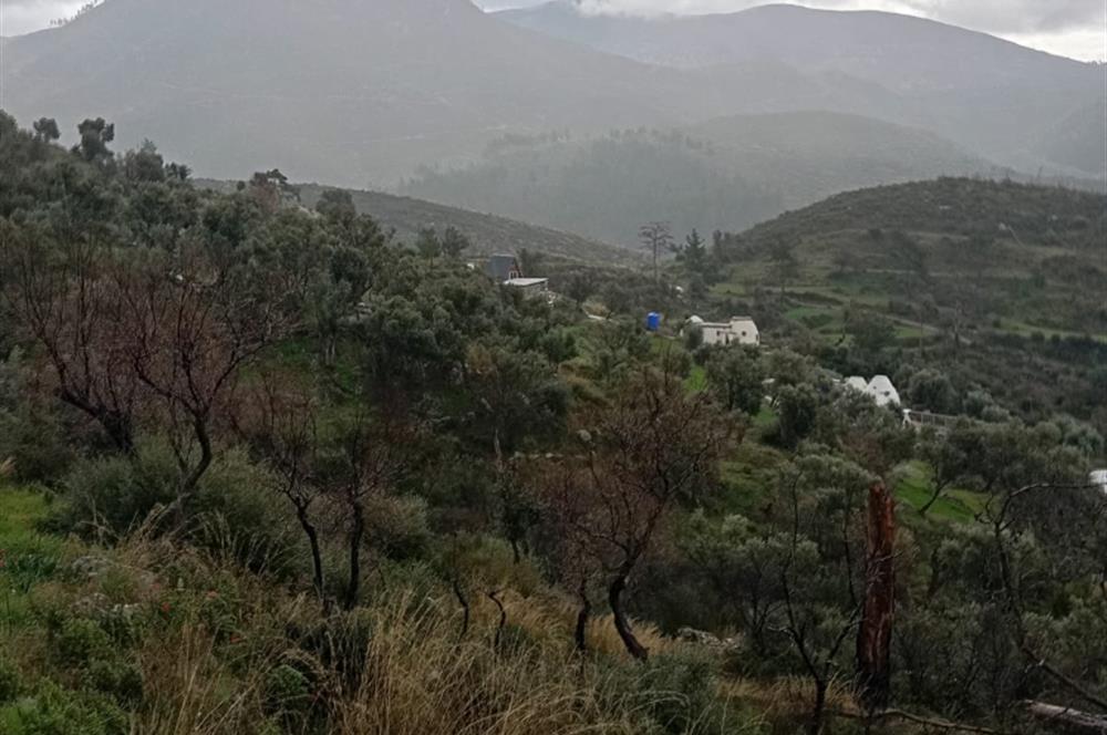 Bodrum Gökpınar Satılık Zeytinlik