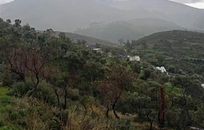 Bodrum Gökpınar Satılık Zeytinlik