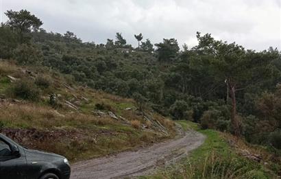 Bodrum Gökpınar Satılık Zeytinlik