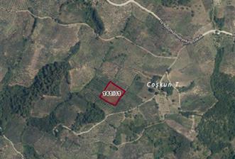 C21 Cius; Hamidiye Köyünde Yola Yakın Bakımlı Zeytinlik - 3 - 30635