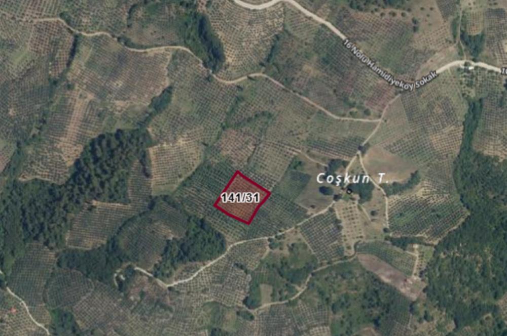 C21 Cius; Hamidiye Köyünde Yola Yakın Bakımlı Zeytinlik