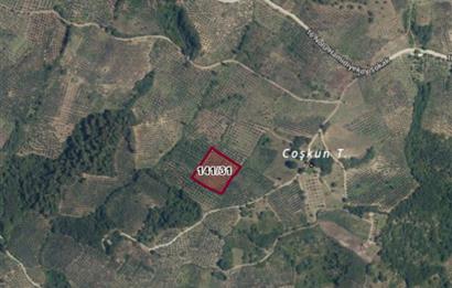 C21 Cius; Hamidiye Köyünde Yola Yakın Bakımlı Zeytinlik