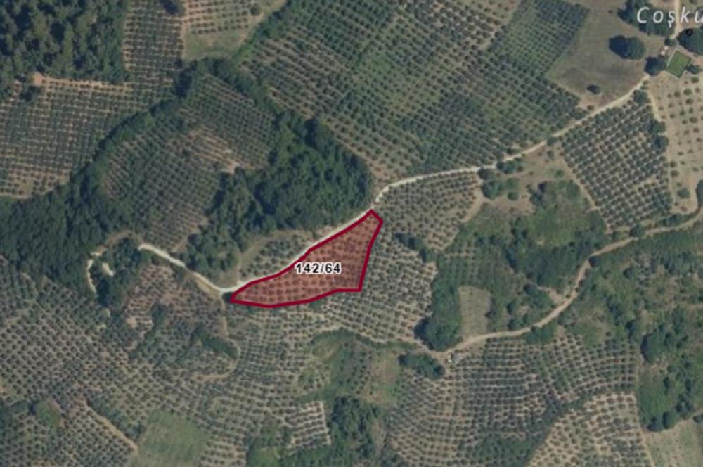 C21 Cius; Hamidiye Köyünde Yola 127 mt Cepheli Zeytinlik