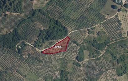 C21 Cius; Hamidiye Köyünde Yola 127 mt Cepheli Zeytinlik